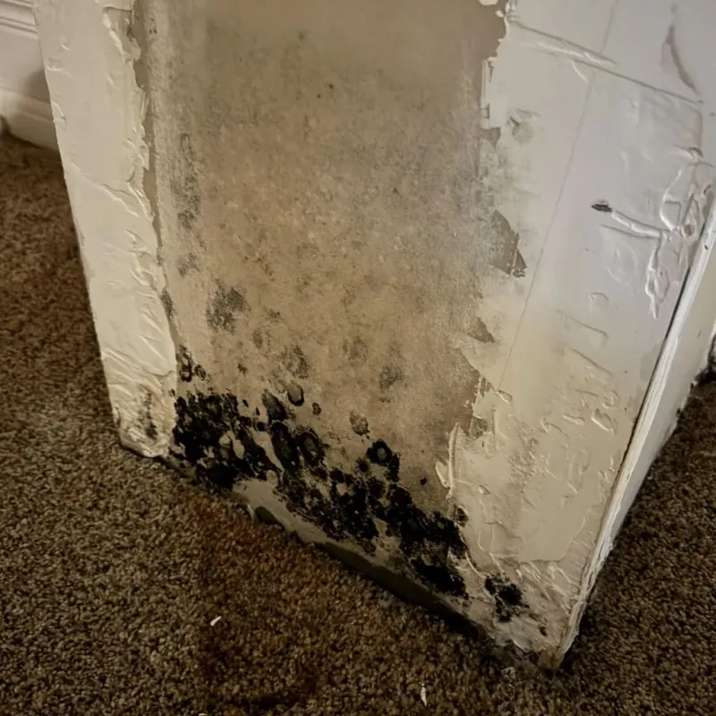 Professional Mold Removal in Madera, CA